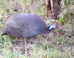 GUINEAFOWLa.jpg (9839 bytes)