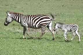 Zebra2a.jpg (7598 bytes)