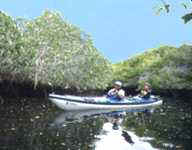 Mangrove channel