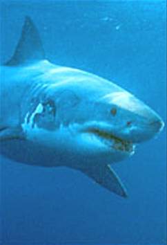 Great White