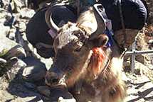 Yak