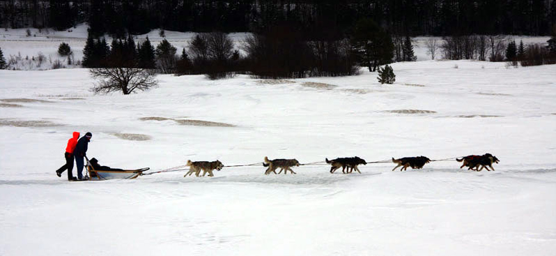 Dog sledding