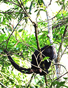 HowlerMonkey2