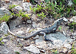 SpinyLizard