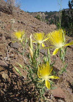 Wildflowers