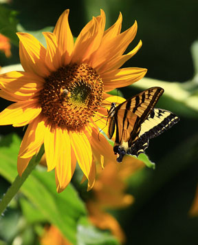 Swallowtail butterfly