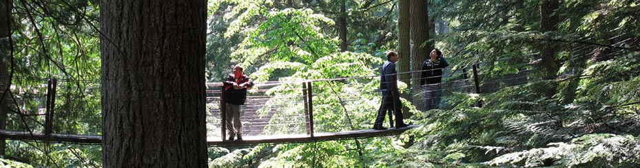 Treetops Adventure, Capilano