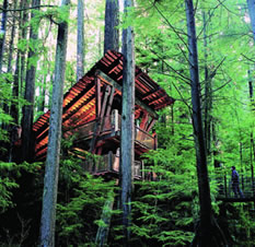 Treehouse at Capilano Suspension Bridge