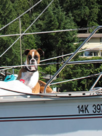 Dog on boat