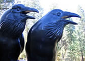 Sleeping Lady crows