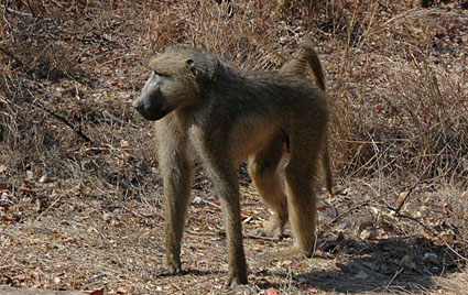 Baboon