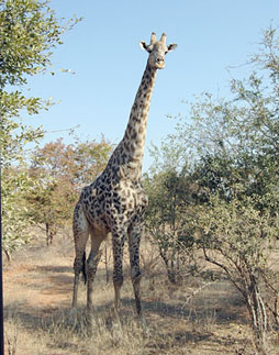 Giraffe