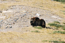 Musk ox bull