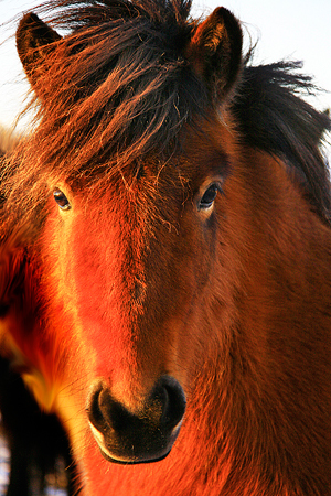 Icelandic horse