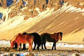 Icelandic horses