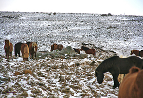 Laxnes Horse Farm