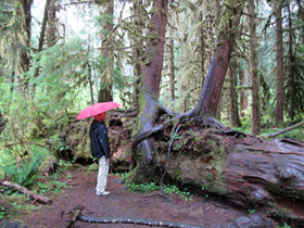 Hoh Rain Forest