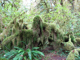 Hoh Rain Forest