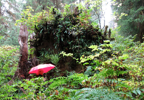 A walk in the Hoh Rain Forest