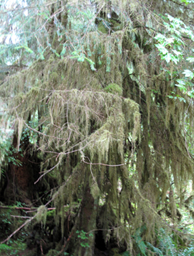 Hoh Rain Forest