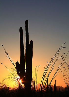 Sunset in the Arizona desert