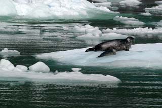 Seal on iceberg