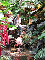 Flamingoes