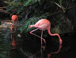 flamingoes