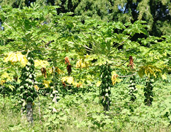 Fiji-Sigatoka-papaya trees