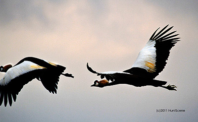 Tanzania cranes