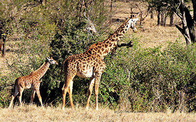 Tanzania giraffes