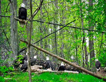 Council of Elders, Dollywood