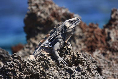 Roatan iguana