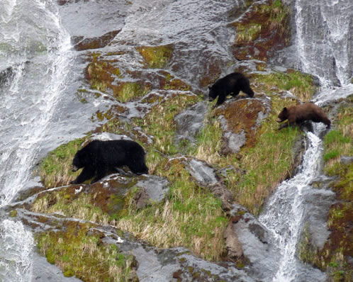 Mama bear with cubs, Tracy Arm