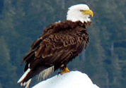 Eagle on iceberg