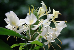 Fiji Flowers