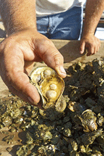 Closeup of fresh caught oyster shell with baby oysters forming