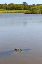 Alligator