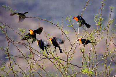 Desert orioles