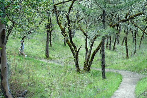 Touring the Jacksonville Woodland Trail