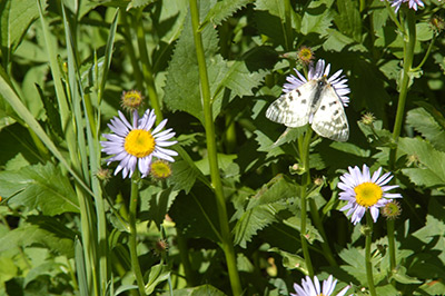 Crater Lake asters