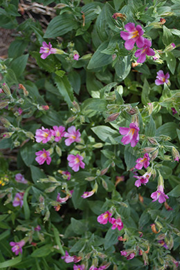 Crater Lake monkey flowers