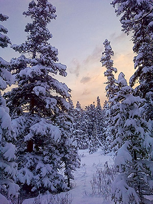 Castle Mountain dawn