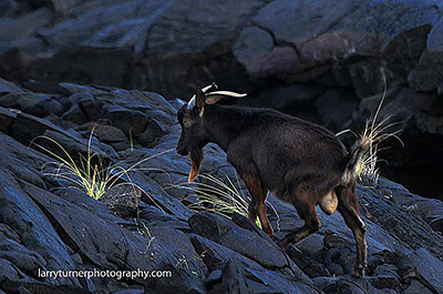 Hawaiian wild goat