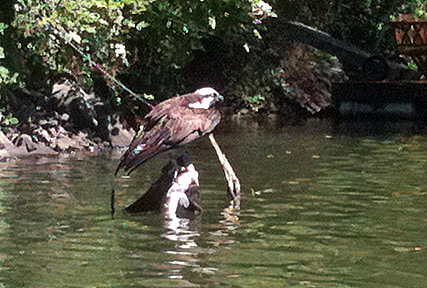 Osprey with salmon