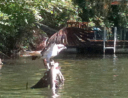 Osprey with salmon