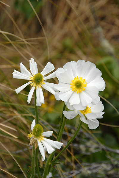 lily_mt_cook_new_zealand11