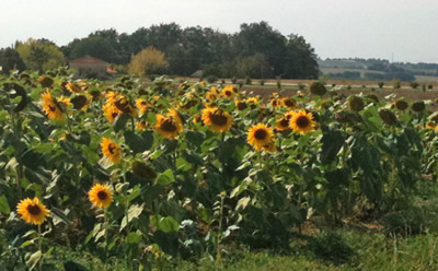 Sunflower Field