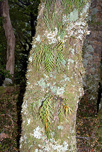 New Zealand beech forest trails