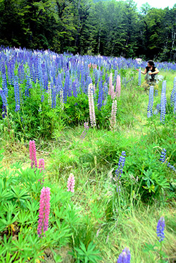 New Zealand lupines